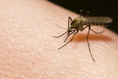 Natural Treatment For Mosquito Bites Works Quickly