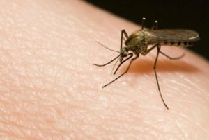 treatment for mosquito bites